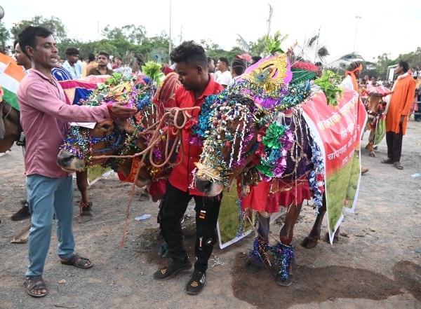 Chhattisgarh news: Bulls ran in Pola festival in Ravanbhatha, see pics