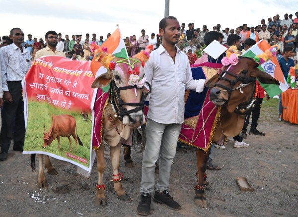 Chhattisgarh news: Bulls ran in Pola festival in Ravanbhatha, see pics