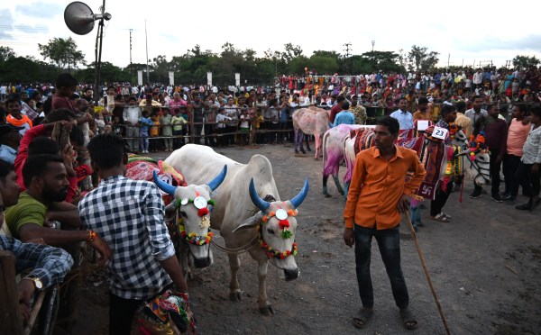 Chhattisgarh news: Bulls ran in Pola festival in Ravanbhatha, see pics
