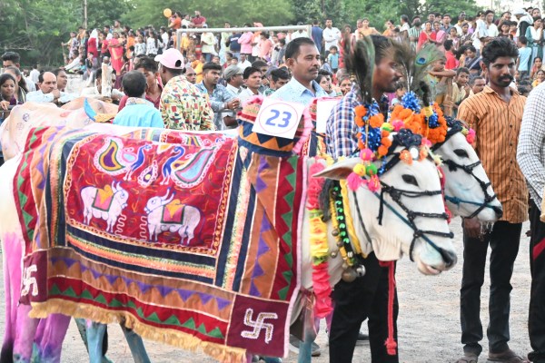 Chhattisgarh news: Bulls ran in Pola festival in Ravanbhatha, see pics
