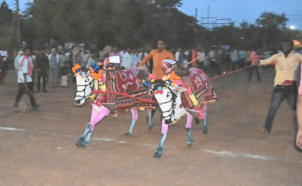 Chhattisgarh news: Bulls ran in Pola festival in Ravanbhatha, see pics