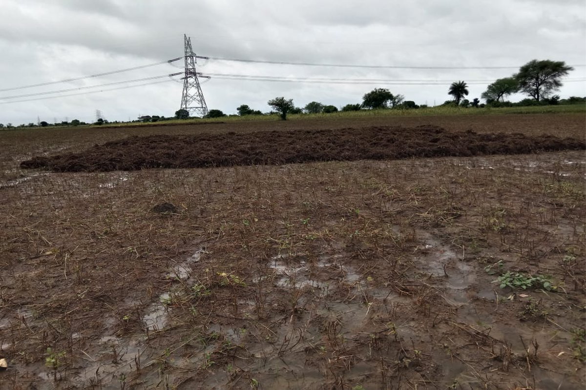 After urad, soybean crop is now in danger due to continuous rains