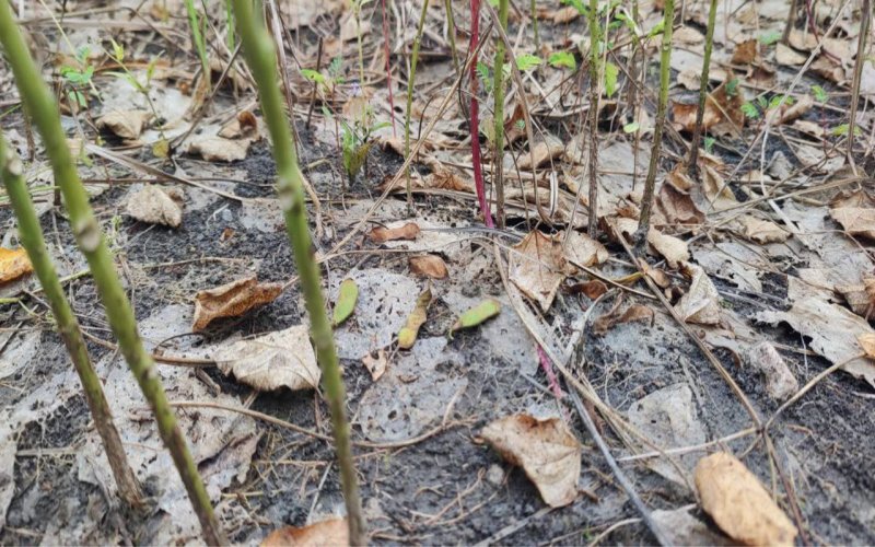 White fly sucking the juice of soybean crop, beans started falling