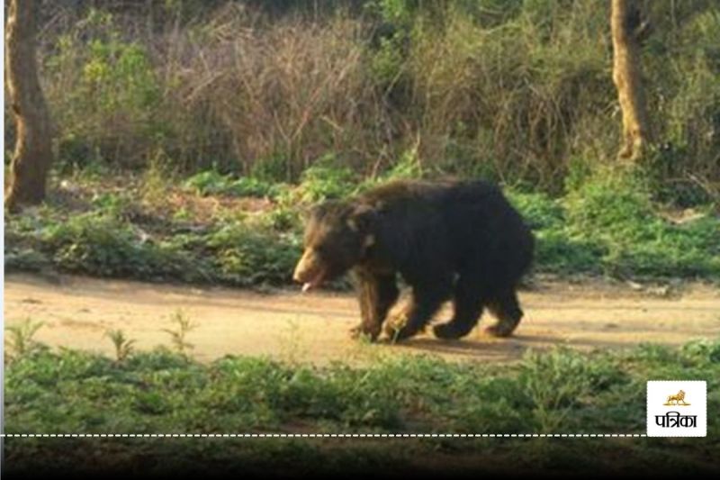 Kanker New, bear news, patrika news, cg news