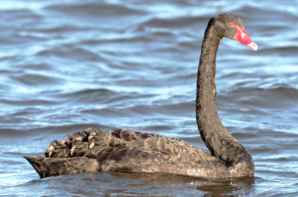 black Swan