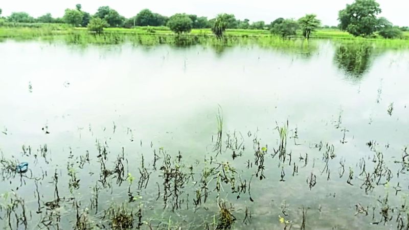 खेतों में भरा पानी, अतिवृष्टि से चौपट होने लगी मक्का, सोयाबीन, मूंगफली