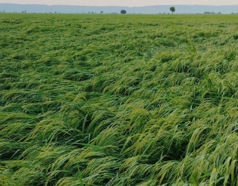 तेज हवाओं से खेतों में आड़ी पड़ी धान की फसल