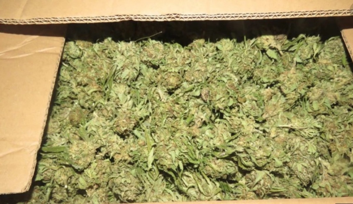 Cannabis