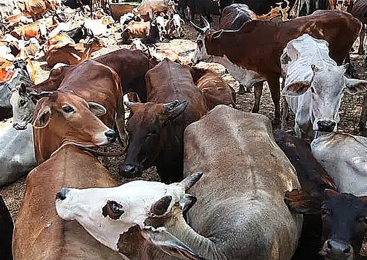 पशुओं में वर्ष व शरद ऋतु में होने वाले बीमारियों से बचने के लिए टीकाकरण किया जाता है।