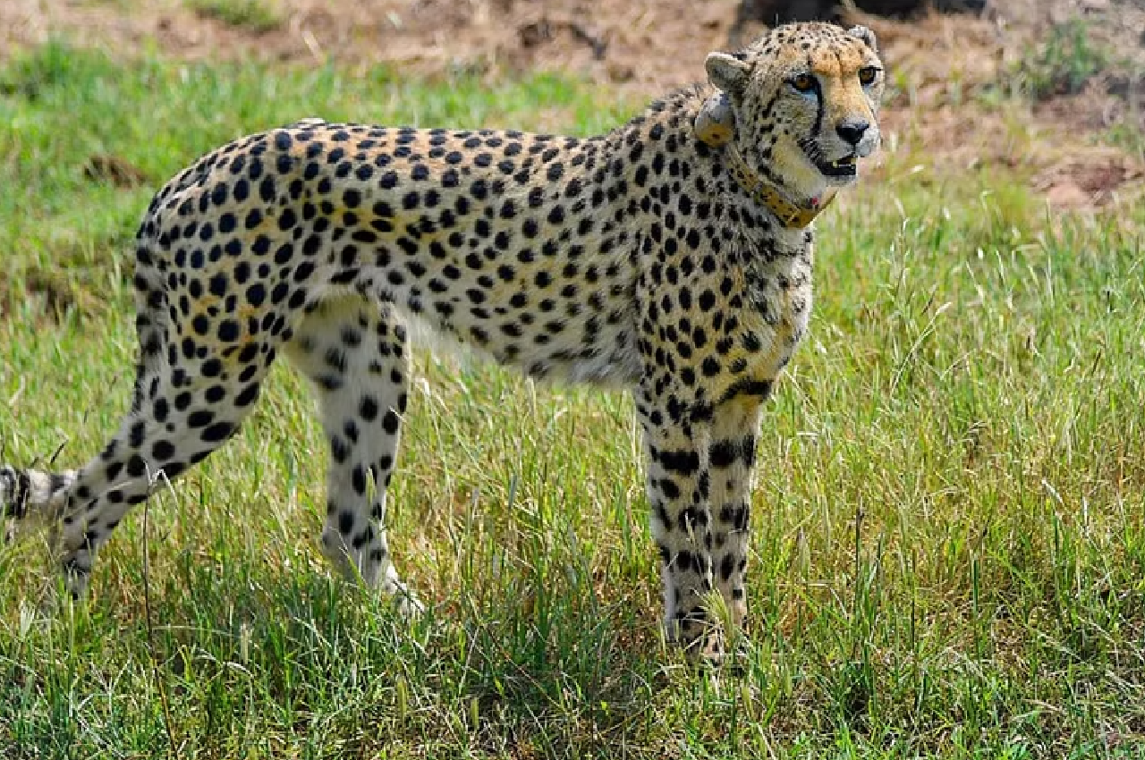 Cheetah Project के दो साल पूरे, चीता वेबसीरीज तैयार, आज रिलीज होगा ट्रेलर, कूनो
में जश्न