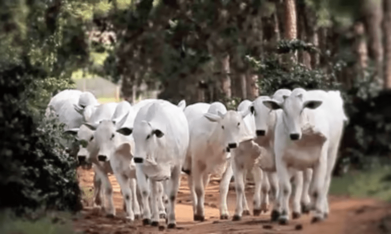 Cows died after eating poisonous grass in Dharkundi of Satna