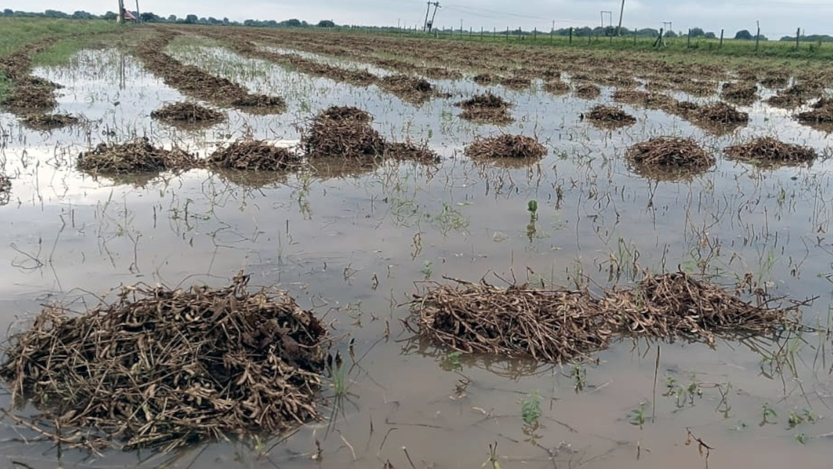 तेज बारिश में खेत हुए जलमग्न, पानी में डूबी कटी फसलें, किसानों के माथे पर चिंता
की लकीरे