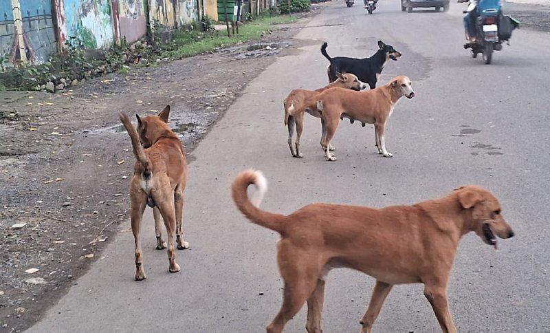 Dog's in rajasthan, Dog bite in rajasthan