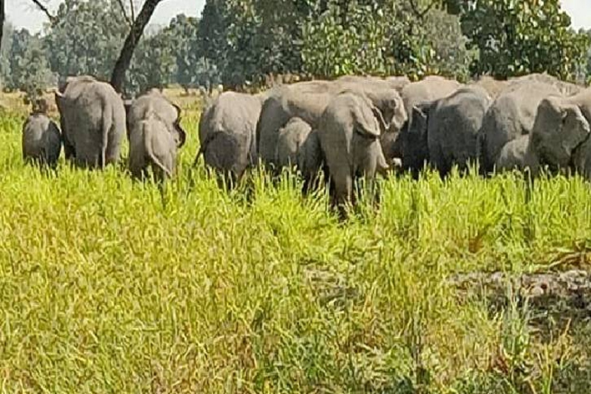 CG News: हाथियों का आतंक लगातार जारी,धान की फसल को रौंदकर बुरी तरह से किया
क्षतिग्रस्त…