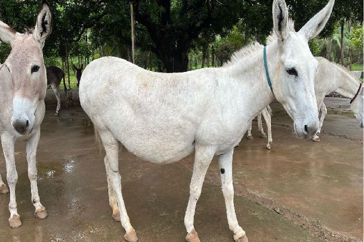 donkeys In rajasthan