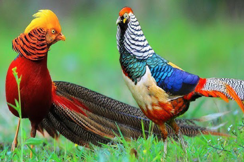 golden pheasant