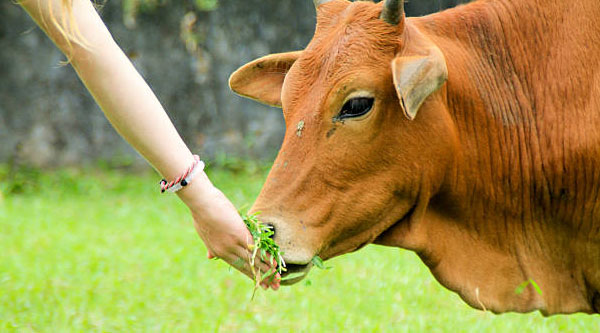 cow in pitru paksh