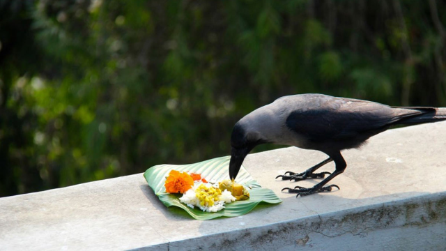 crow in pitru paksh