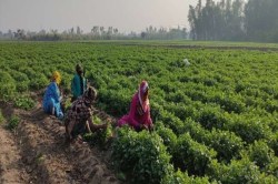 फ्री मिलता था हरा धनिया, अब हो रहा खेतों से चोरी - image