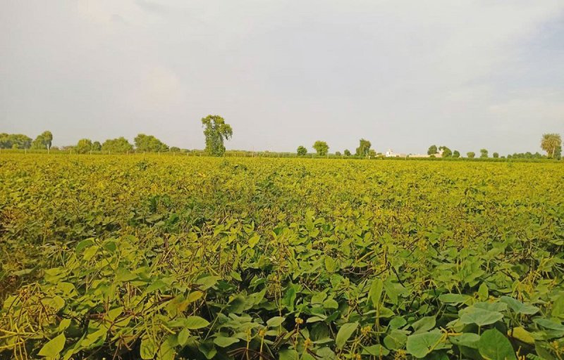 जैतसर: मौसम ने साथ दिया तो किसानों को मालामाल करेगी मूंग की फसल