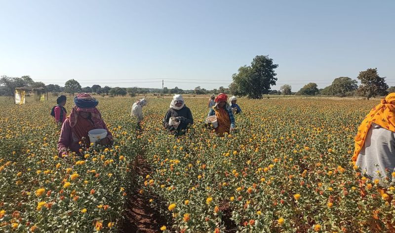 Agriculture, Horticulture