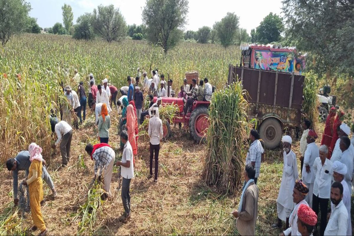 video—25 बीघा खेत की खड़ी फसल गौशाला में भेंट, 300 किसानों ने एक ही दिन में की
कटाई