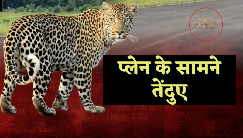 Leopards came in front of a plane flying at Sukatra airstrip in Seoni