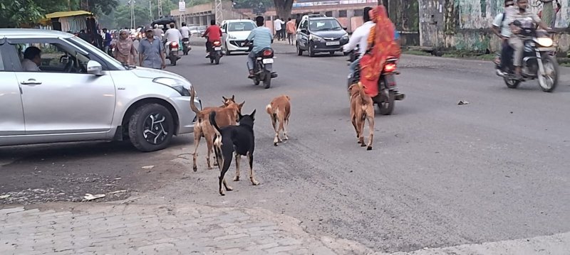 Dog Bite in Banswara
