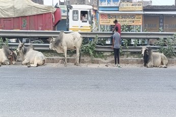 सड़क पर घूम रहे निराश्रित गोवंश से दुर्घटना का खतरा, प्रशासन बेखबर