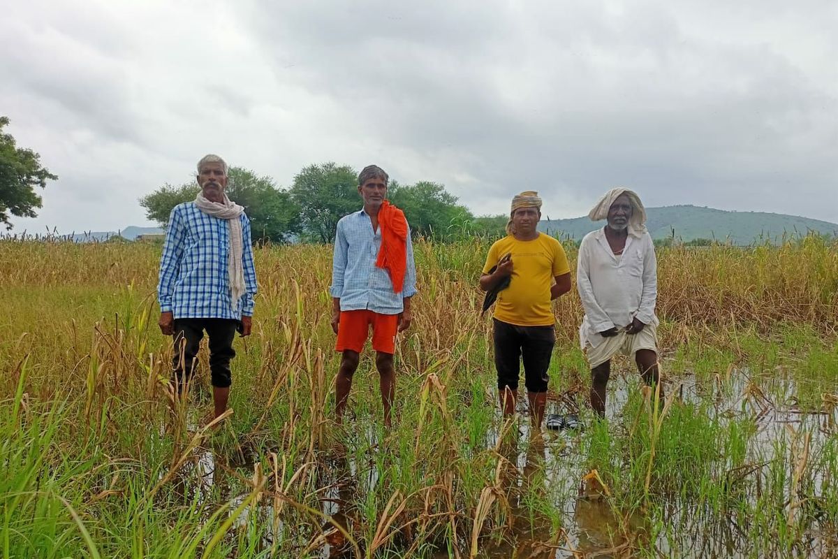खेतों में खड़ी फसल पर बारिश का पड़ने लगा असर, किसानों की चिंता बढ़ी