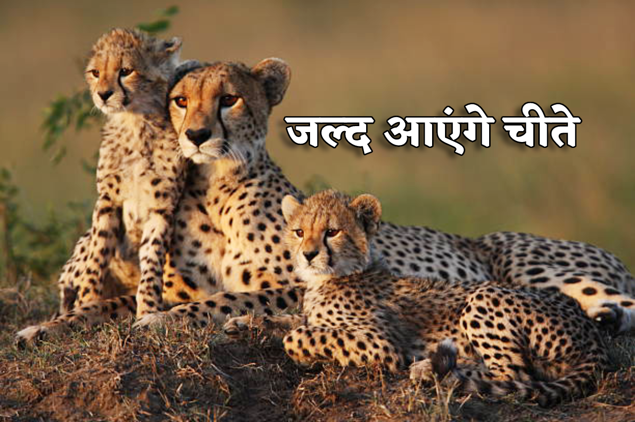 Project cheetah: चीता प्रोजेक्ट के दो साल पूरे होने पर आई बड़ी खुश-खबरी, अब इस
देश से आएंगे चीते