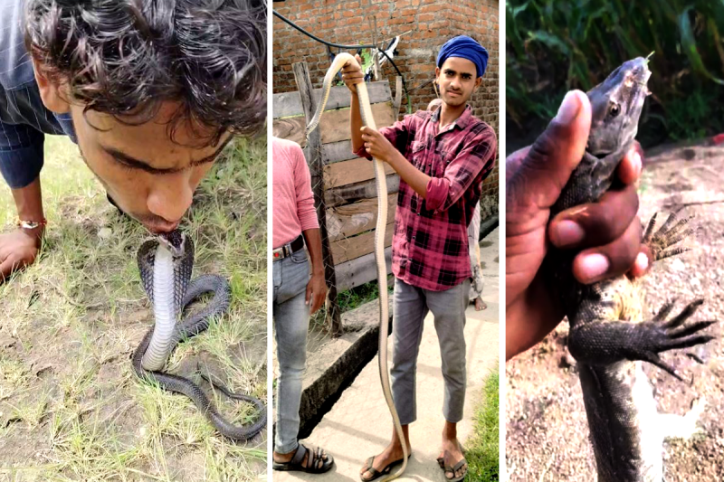 Snake Rescue Video