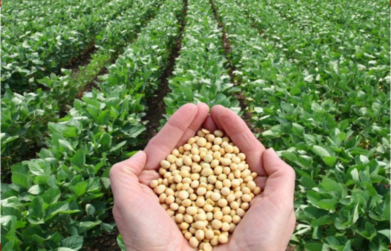 Soyabean MSP MP Government will buy soyabean at minimum support price