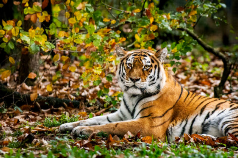 tiger reserve