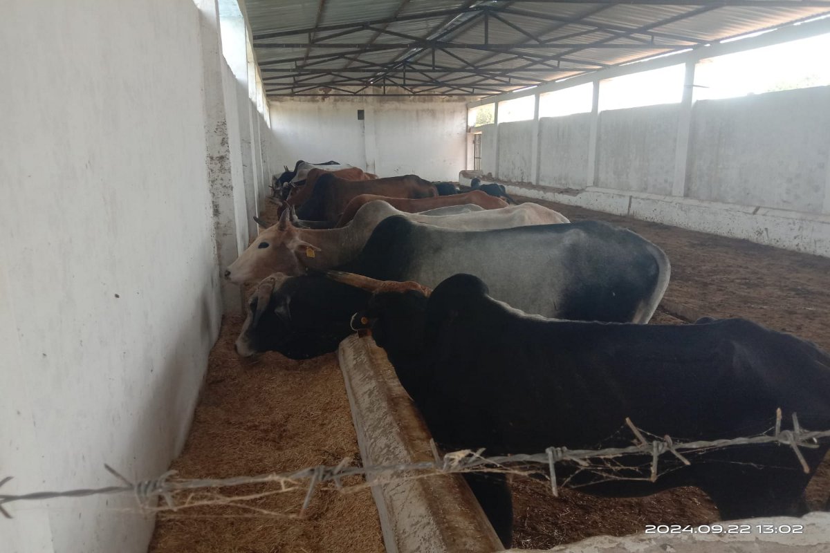 गायों के स्थान पर गेहूं का भूसा