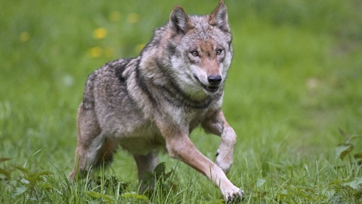 Bahraich Wolf Attack: घर में घुसा भेड़िया, सो रही थी बच्ची और फिर…