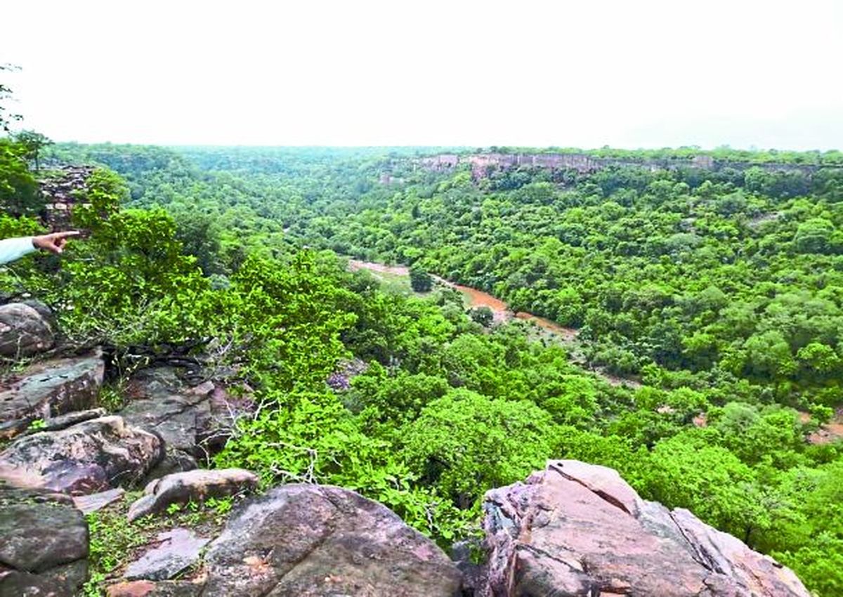 शाहाबाद के प्राकृतिक वनक्षेत्र में एक लाख से अधिक पेड़ों पर कुल्हाड़ी चलाने से केवल पेडों का ही सफाया नहीं होगा वहां स्वच्छंद विचरण करने वाले वन्य जीवों का कुनबा भी घट जाएगा। कीट, पतंगें समेत कई प्रजातियों के वन्यजीवों के घरोंदे बर्बाद हो जाएंगे।