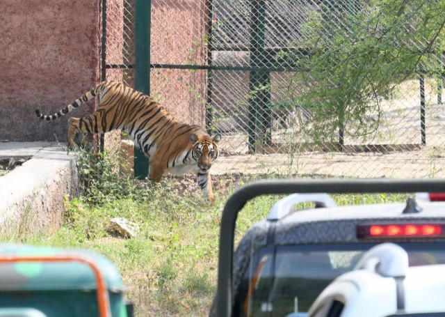 नाहरगढ़ में टाइगर सफारी का उद्घाटन