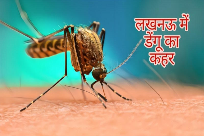 Dengue Alert