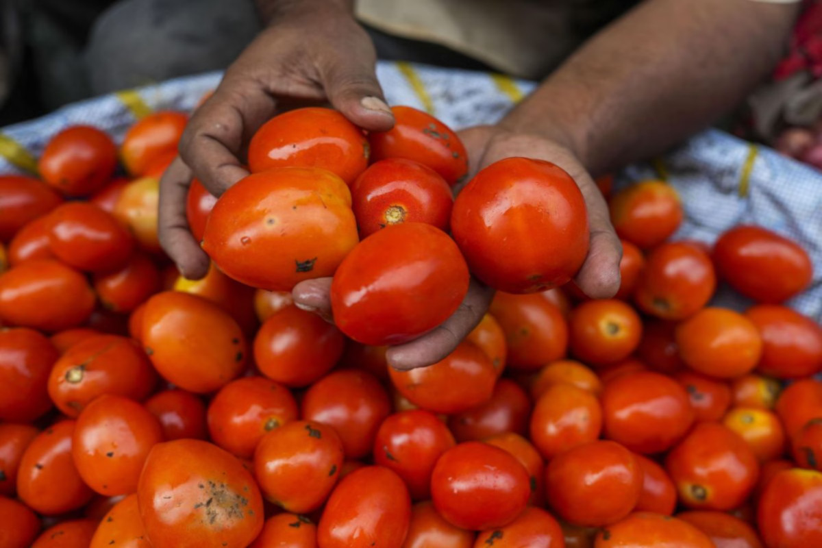 Lucknow Tomato Prices: टमाटर की कीमतों में आग! सौ के पार पहुंचे दाम, किचन का
बिगड़ा हाल