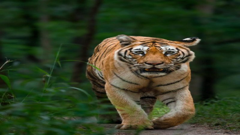 बाघ का फाइल फोटो।