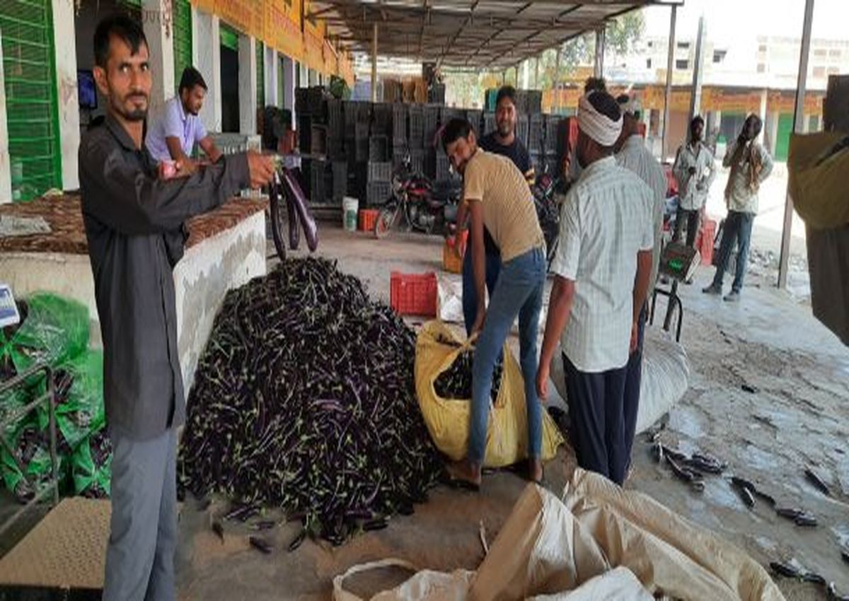 बैंगन की खेती कर किसान बन रहे खुशहाल, सवा लाख रुपए बीघा तक की हो रही आमदनी