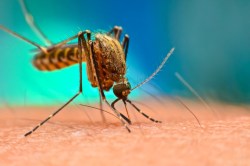 Dengue का कहर: लखनऊ में आबकारी अधिकारी की पत्नी समेत चार मौतें, मरीजों की संख्या
1500 पार - image