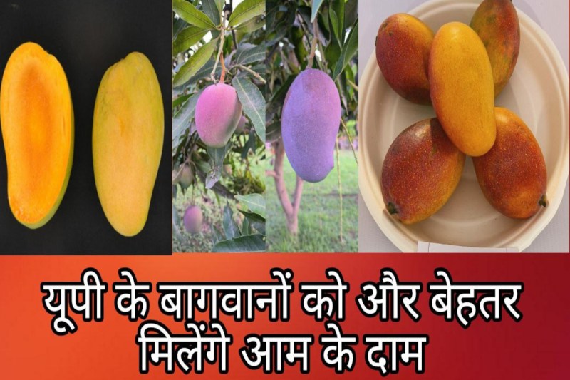 Mango Export