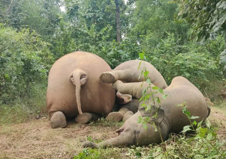 CG Elephant: करंट की चपेट में आकर तीन हाथियों की मौत, वन विभाग में मचा हड़कंप