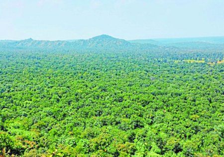 सिंग्रामपुर का जंगल आयुर्वेद के खजाना