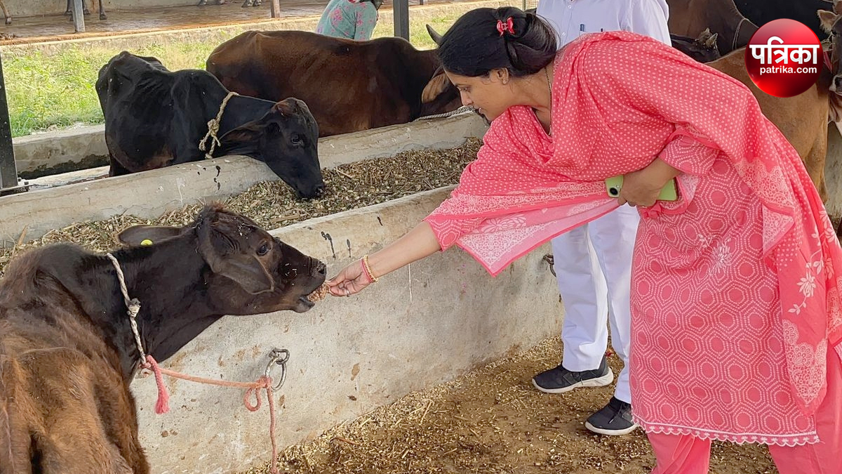 Amroha DM: डीएम ने गौशाला का किया निरीक्षण, गोवंशों को खिलाया गुड़, बेहतर देखभाल
के दिए निर्देश