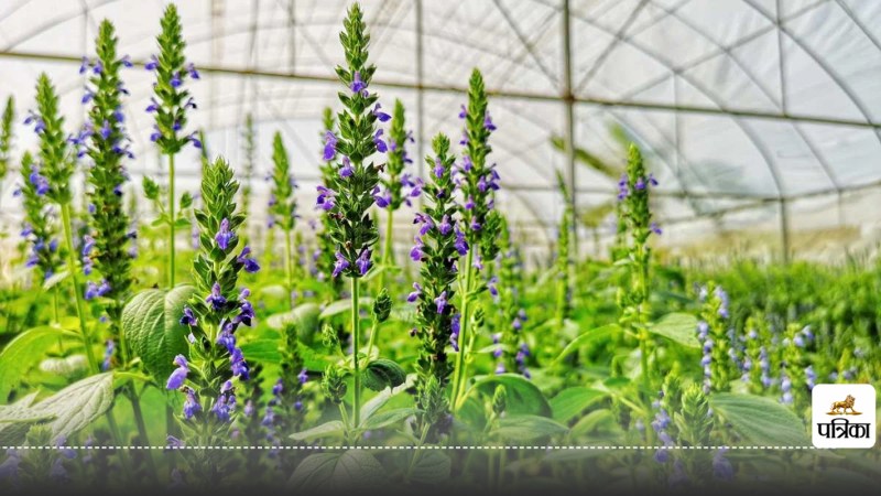 Benefits of chia seeds for weight loss digestion and skin health