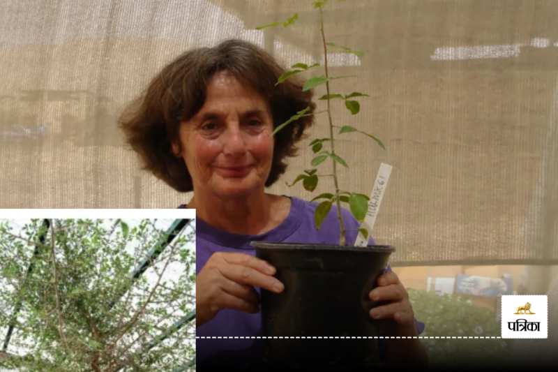 Biblical Tree 1000 year old cancer treatment