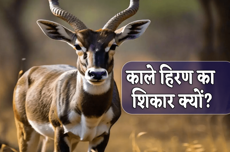 Black Buck Hunted in bhopal